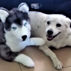 Realistic Plush Husky Large Size 64cm/25"