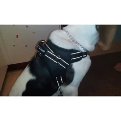 Red Heavy Duty Dog Harness *