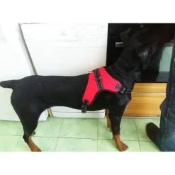 Red Heavy Duty Dog Harness *