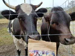 Rooterville Guest Rentals