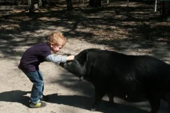 Rooterville Guest Rentals