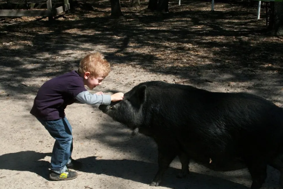 Rooterville Guest Rentals