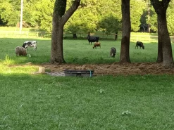 Rooterville Guest Rentals