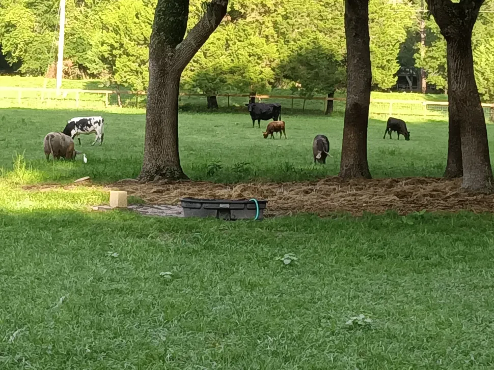 Rooterville Guest Rentals