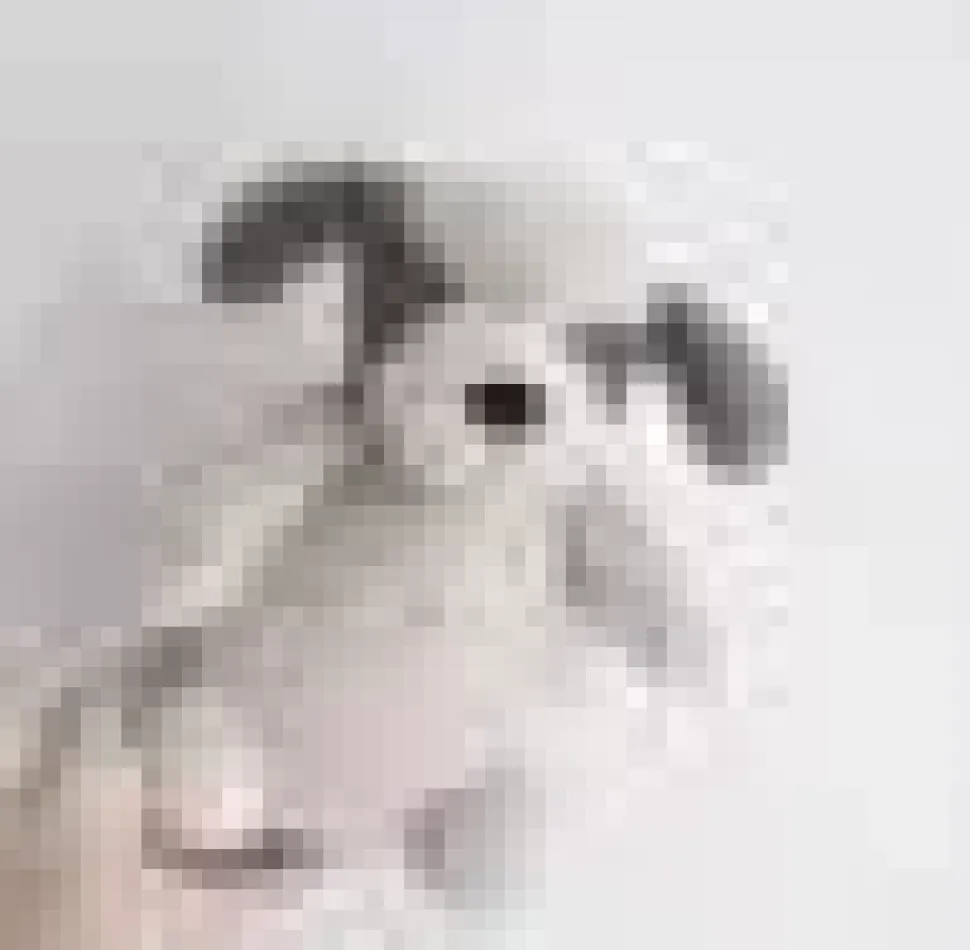 Super Soft Fluffy Stuffed Plush Animals-Pig, Cow, Puppy, Dinosaur, Koala