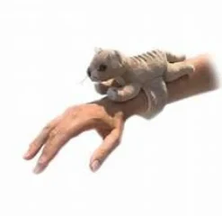 Tasmanian Tiger Snap Band by Bocchetta