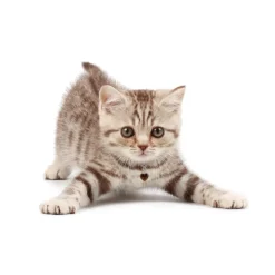 Tiger's Eye Crystal Heart Pet Charm Healing Crystals