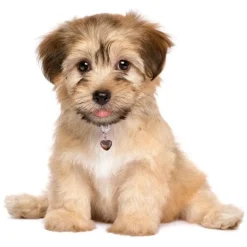 Tiger's Eye Crystal Heart Pet Charm Healing Crystals